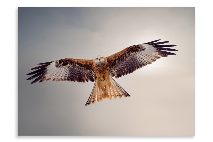 Winter's Red kite
